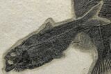 Wide, Natural Fossil Fish Mortality Plate - Wyoming #189307-14